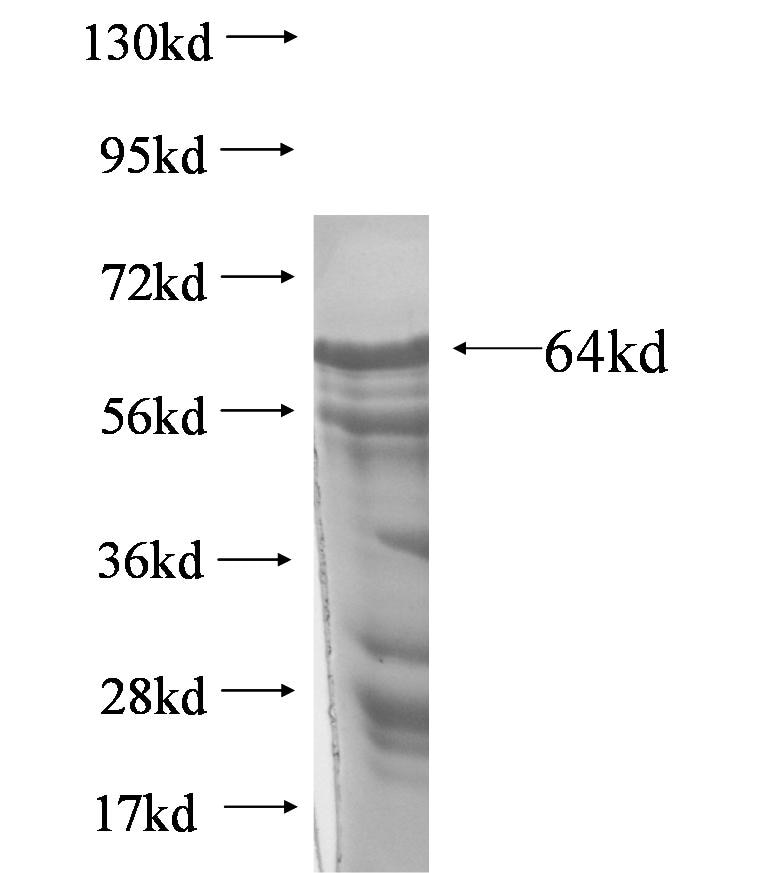 APLF fusion protein Ag5525 SDS-PAGE