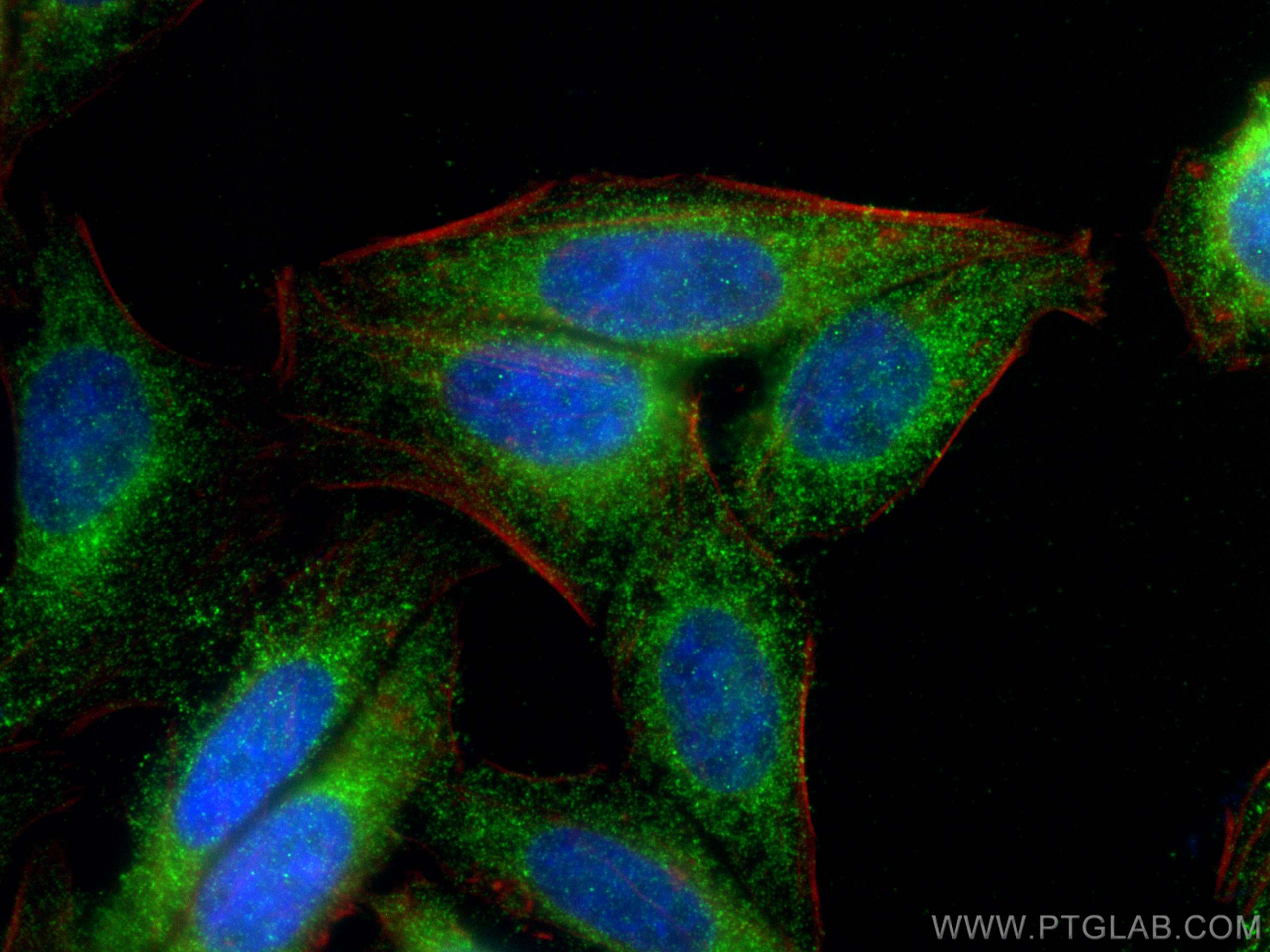 Immunofluorescence (IF) / fluorescent staining of HepG2 cells using Apelin Polyclonal antibody (11497-1-AP)