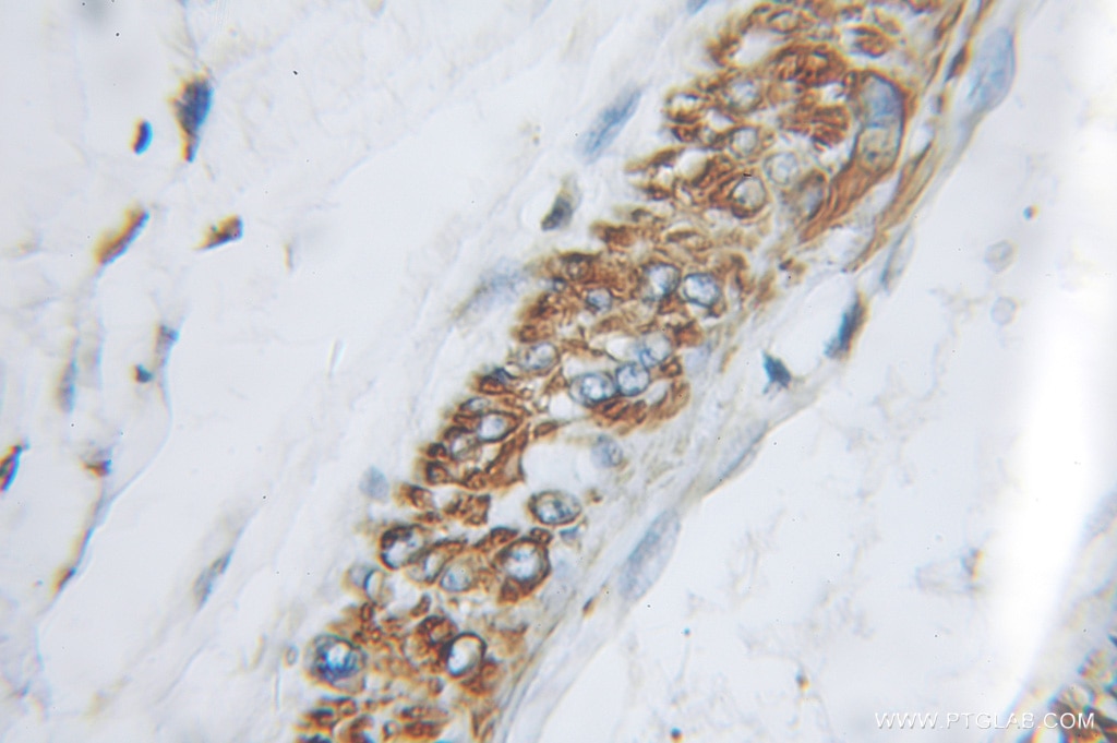 Apelin Polyclonal antibody