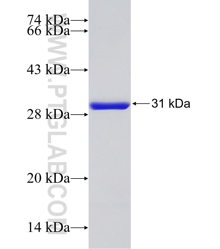 APLN fusion protein Ag25054 SDS-PAGE
