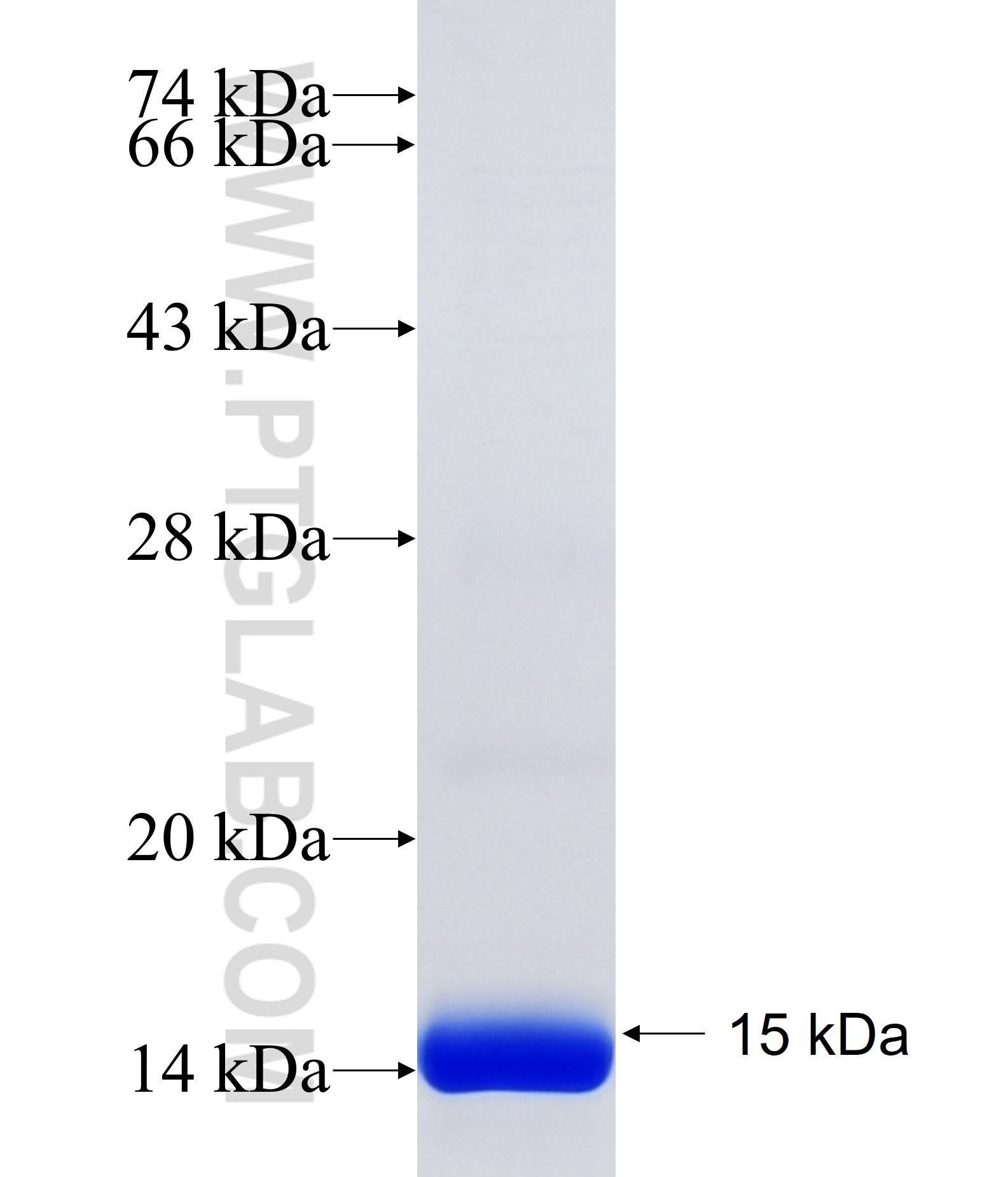 APLN fusion protein Ag14447 SDS-PAGE