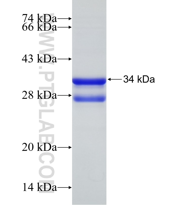 APLN fusion protein Ag2047 SDS-PAGE