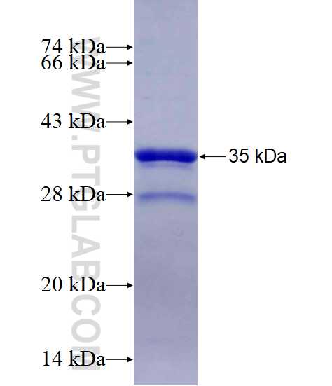 APLNR fusion protein Ag14138 SDS-PAGE