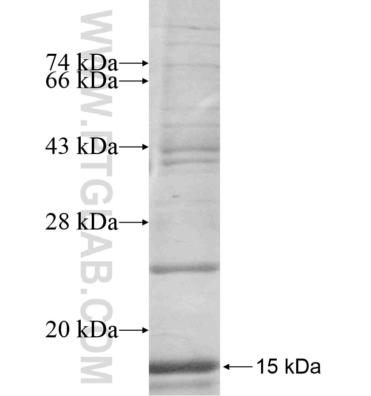 APLNR fusion protein Ag16830 SDS-PAGE