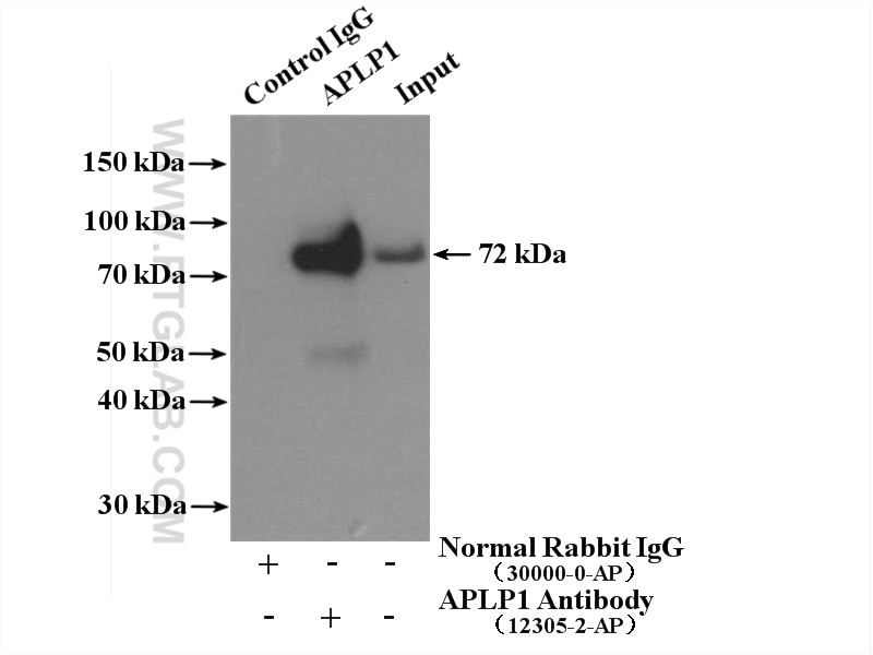 Immunoprecipitation (IP) experiment of mouse brain tissue using APLP1 Polyclonal antibody (12305-2-AP)