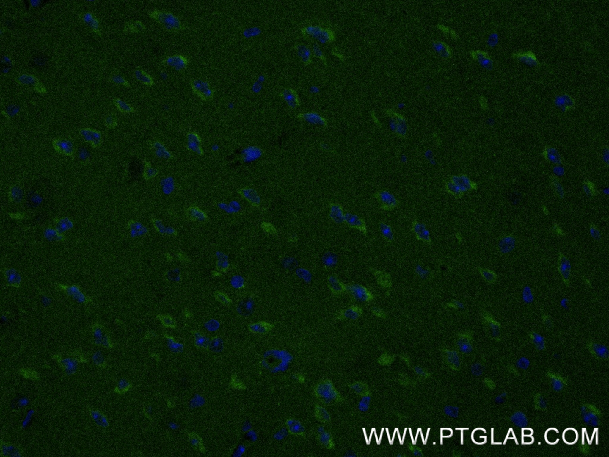 Immunofluorescence (IF) / fluorescent staining of mouse brain tissue using APLP1 Recombinant monoclonal antibody (87113-1-RR)