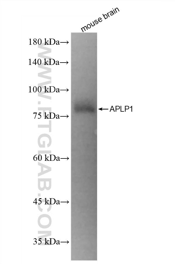 Western Blot (WB) analysis of mouse brain tissue using APLP1 Recombinant monoclonal antibody (87113-1-RR)