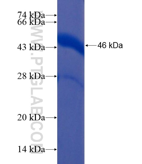 APLP1 fusion protein Ag22165 SDS-PAGE