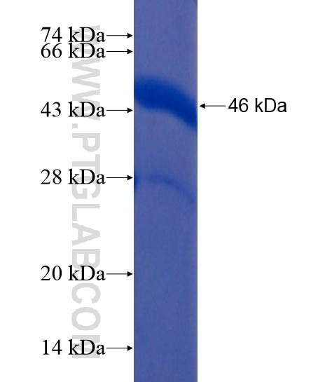 APLP1 fusion protein Ag22165 SDS-PAGE