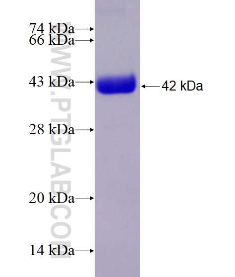 APLP1 fusion protein Ag28632 SDS-PAGE