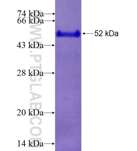 APLP2 fusion protein Ag27051 SDS-PAGE