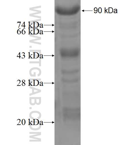 APLP2 fusion protein Ag6838 SDS-PAGE