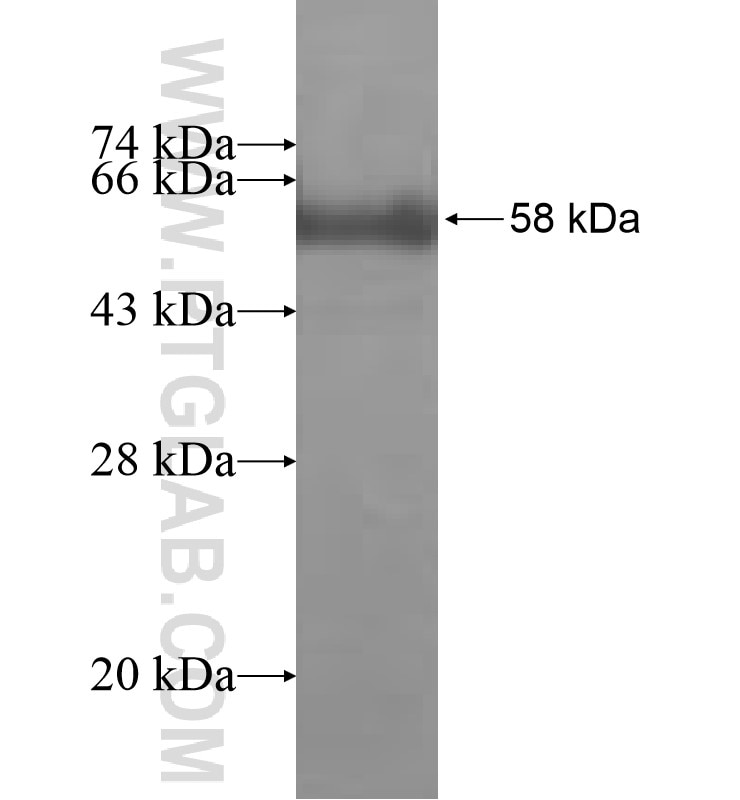 APLP2 fusion protein Ag6842 SDS-PAGE