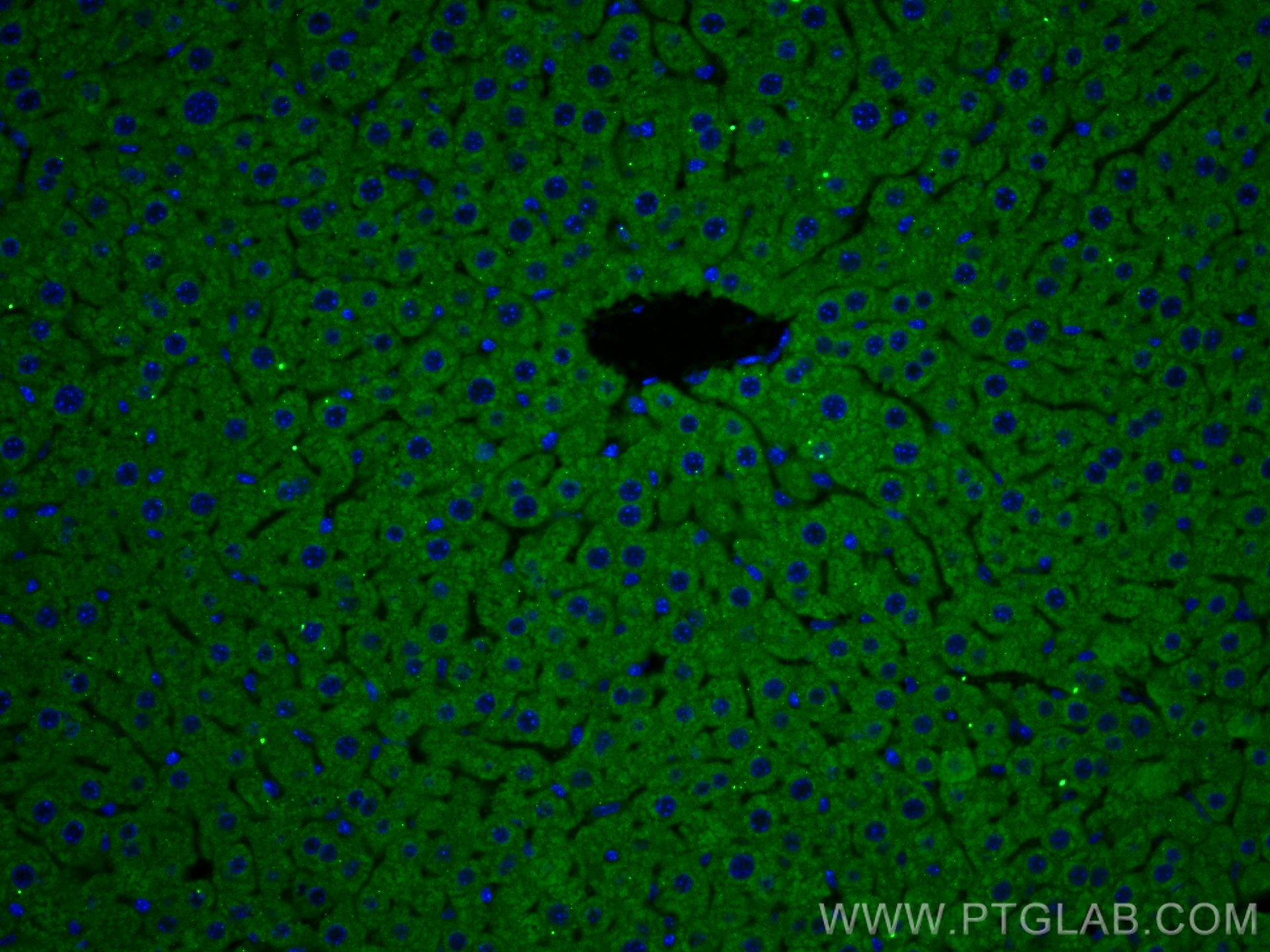 Immunofluorescence (IF) / fluorescent staining of mouse liver tissue using Apolipoprotein AI Polyclonal antibody (14427-1-AP)
