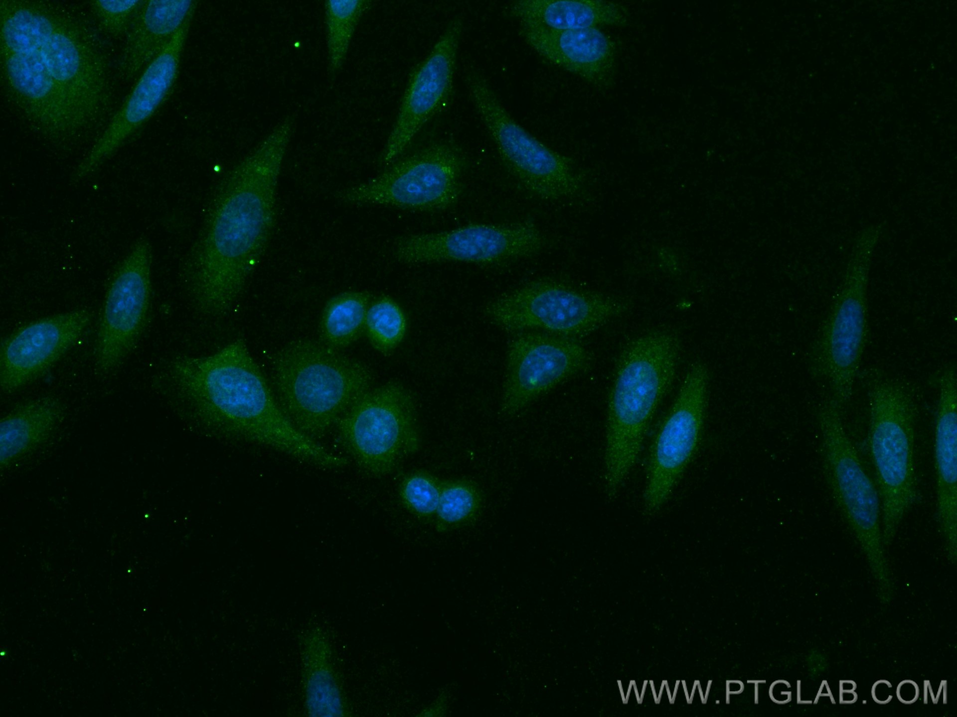 Immunofluorescence (IF) / fluorescent staining of HepG2 cells using Apolipoprotein AI Polyclonal antibody (14427-1-AP)