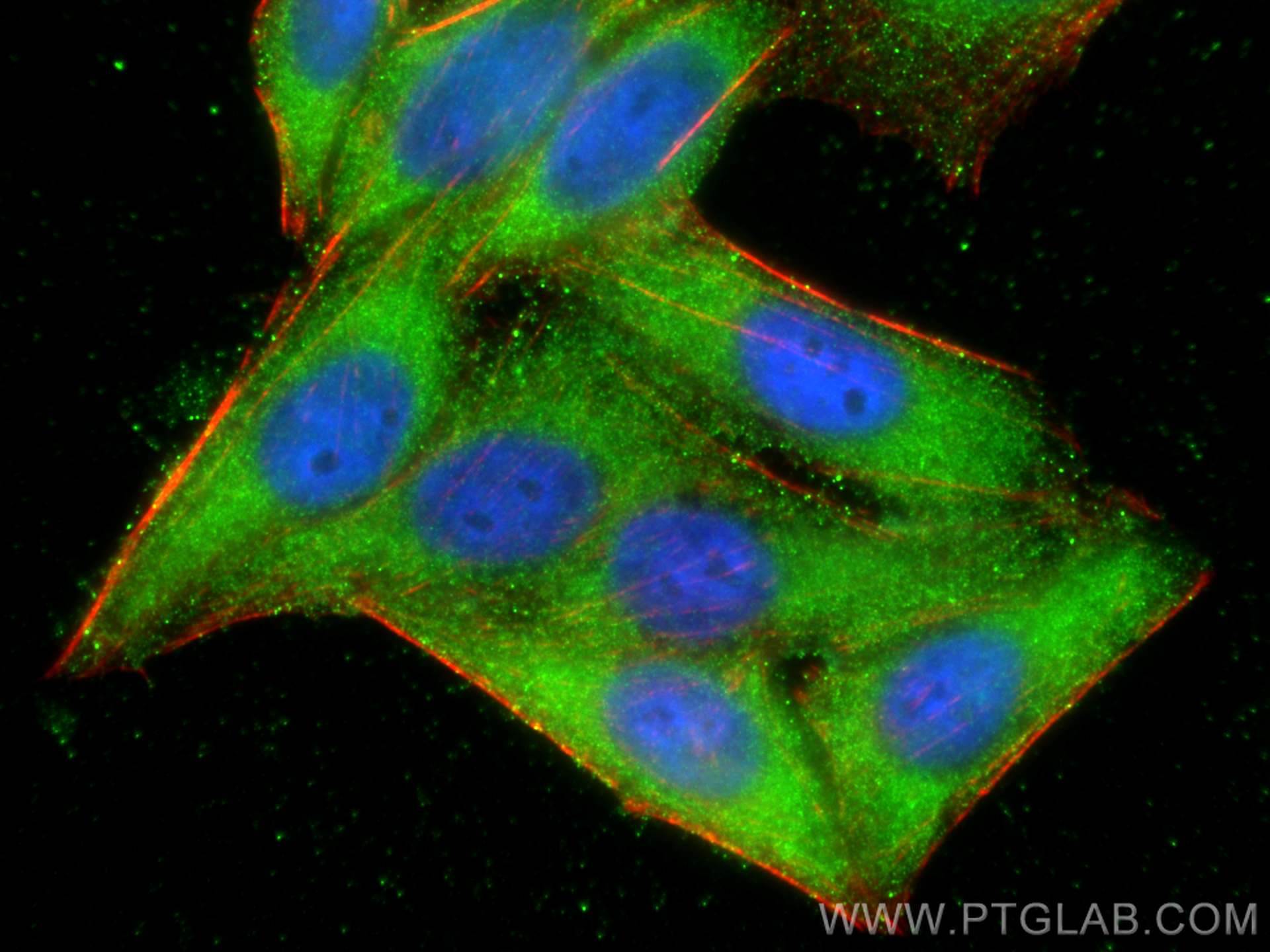 Immunofluorescence (IF) / fluorescent staining of HepG2 cells using Apolipoprotein AI Polyclonal antibody (14427-1-PBS)