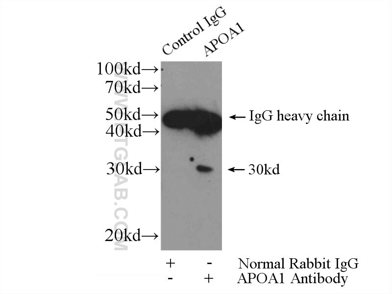 Immunoprecipitation (IP) experiment of mouse lung tissue using Apolipoprotein AI Polyclonal antibody (14427-1-AP)