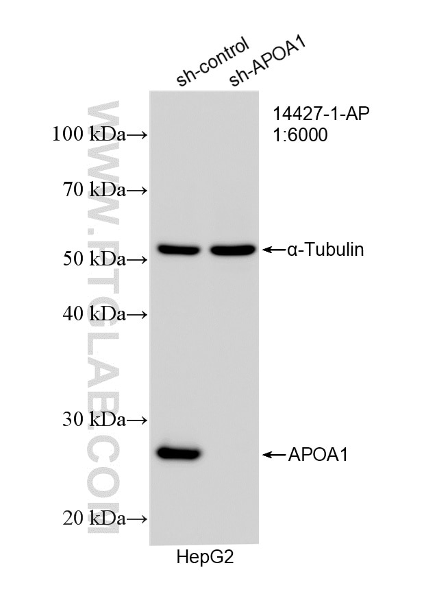 Western Blot (WB) analysis of HepG2 cells using Apolipoprotein AI Polyclonal antibody (14427-1-AP)