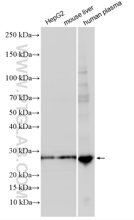 Western Blot (WB) analysis of various lysates using Apolipoprotein AI Polyclonal antibody (14427-1-AP)