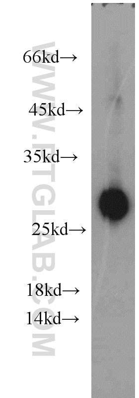 Western Blot (WB) analysis of human ileum tissue using Apolipoprotein AI Polyclonal antibody (14427-1-AP)