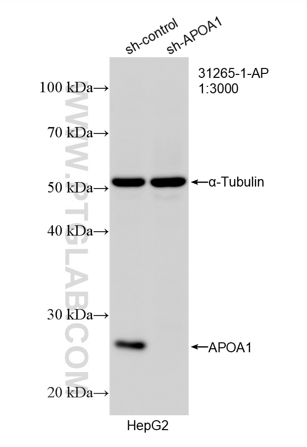 Western Blot (WB) analysis of HepG2 cells using Apolipoprotein AI Polyclonal antibody (31265-1-AP)