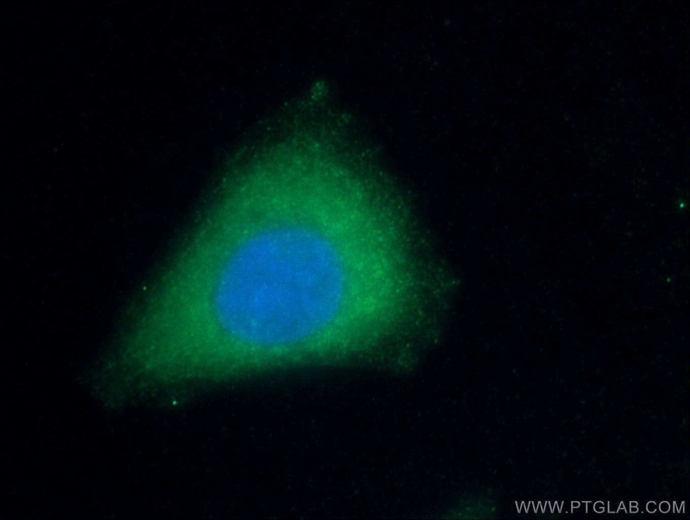 Immunofluorescence (IF) / fluorescent staining of HepG2 cells using Apolipoprotein AI Monoclonal antibody (66206-1-Ig)