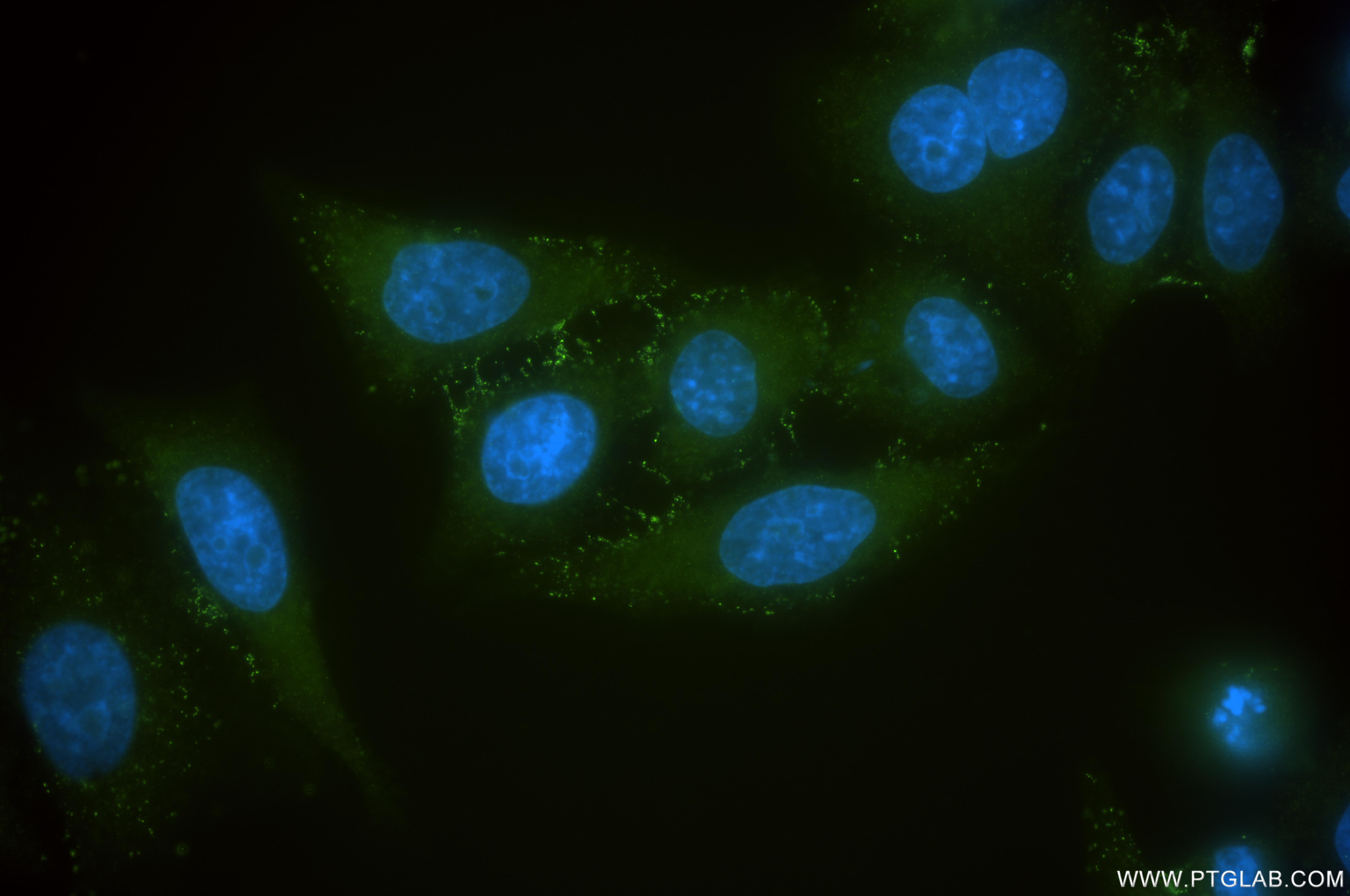 Immunofluorescence (IF) / fluorescent staining of HepG2 cells using Apolipoprotein AI Recombinant antibody (83504-1-RR)