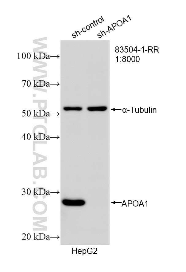 Western Blot (WB) analysis of HepG2 cells using Apolipoprotein AI Recombinant monoclonal antibody (83504-1-RR)