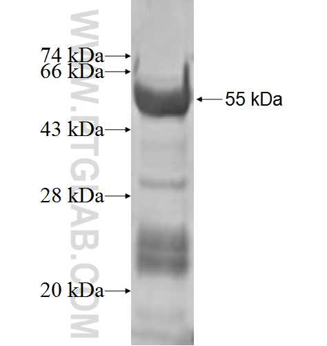 APOA1 fusion protein Ag5793 SDS-PAGE