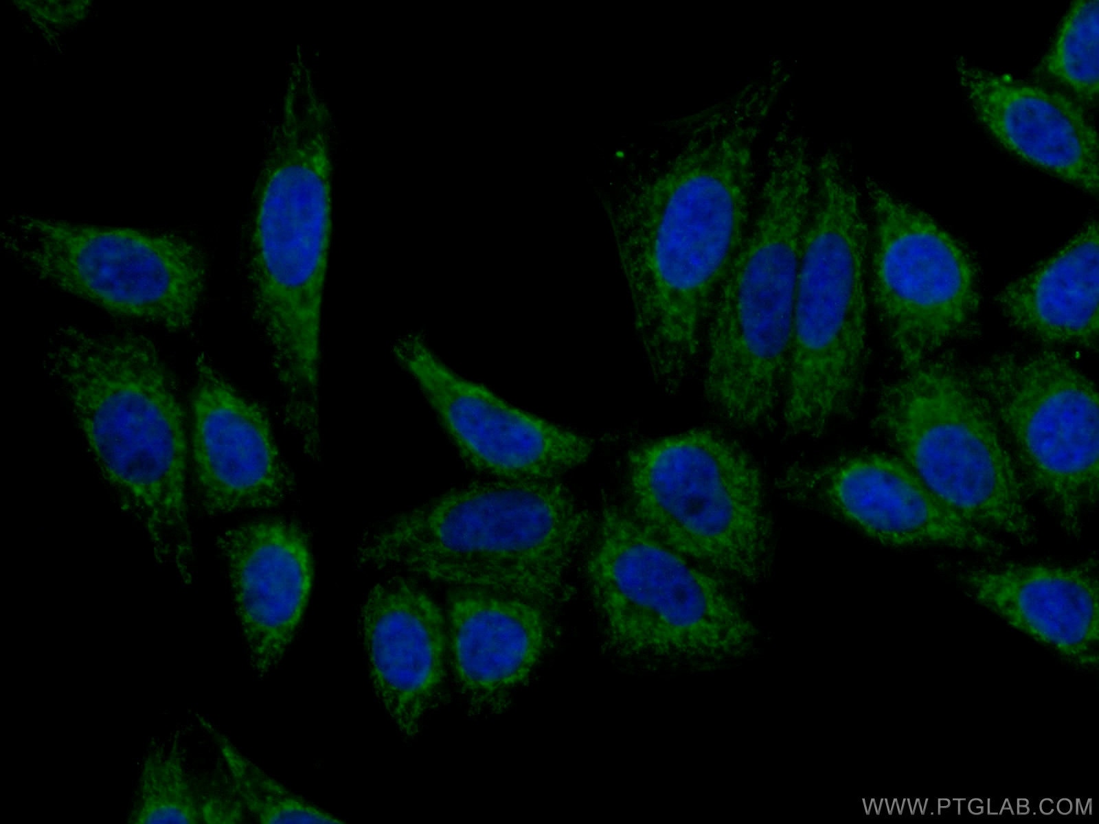 Immunofluorescence (IF) / fluorescent staining of HepG2 cells using Apolipoprotein A II Polyclonal antibody (16845-1-AP)