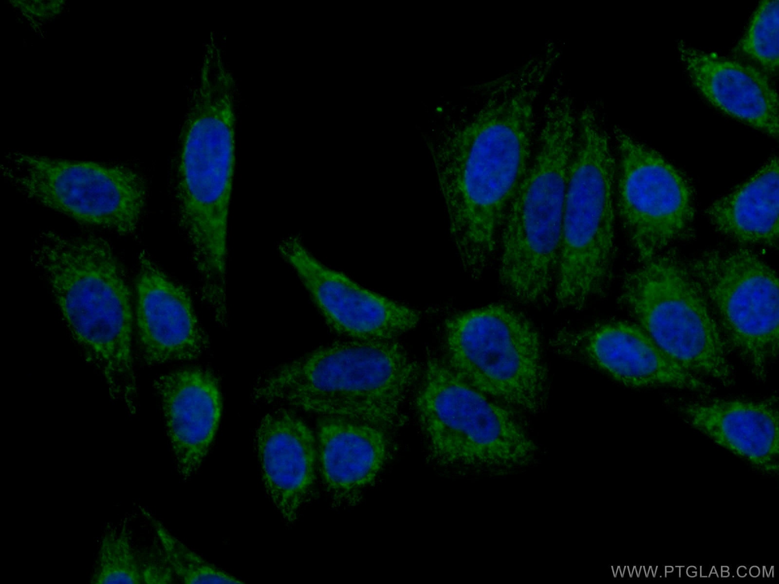 Immunofluorescence (IF) / fluorescent staining of HepG2 cells using Apolipoprotein A II Polyclonal antibody (16845-1-AP)