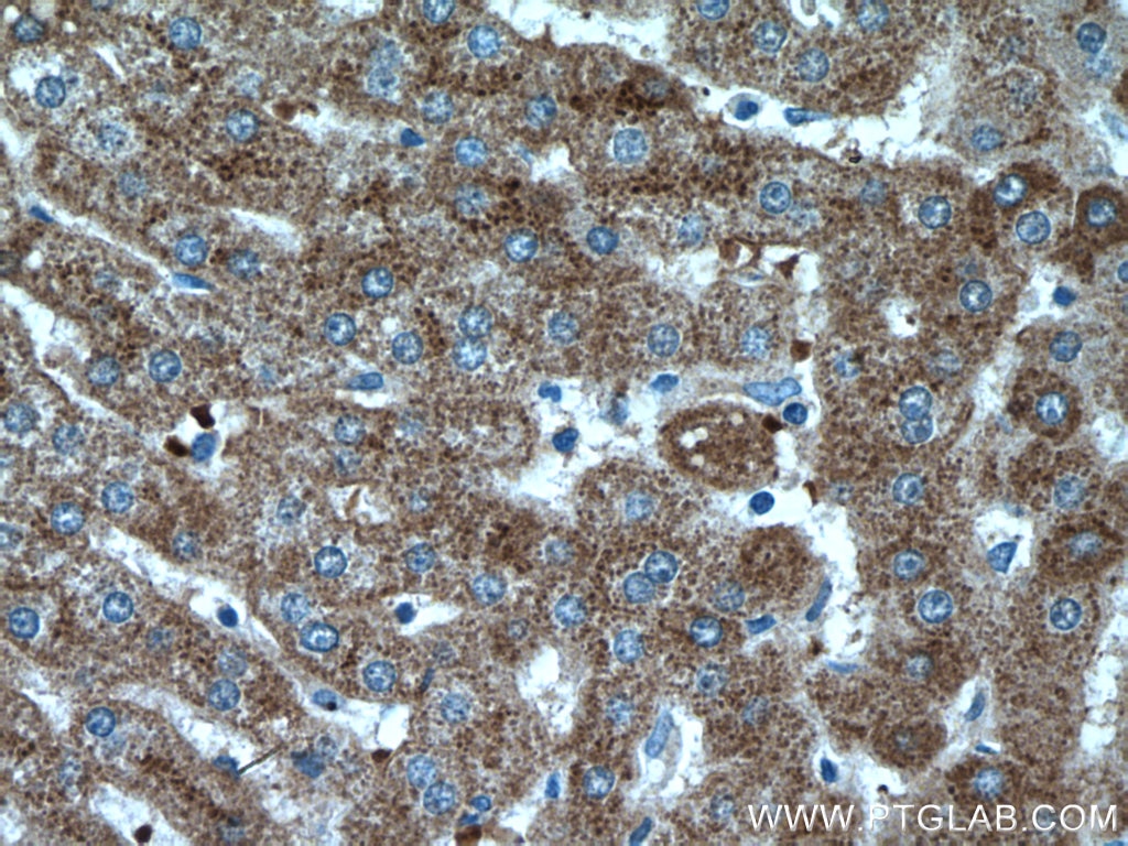 Immunohistochemistry (IHC) staining of human liver tissue using Apolipoprotein A II Polyclonal antibody (16845-1-AP)