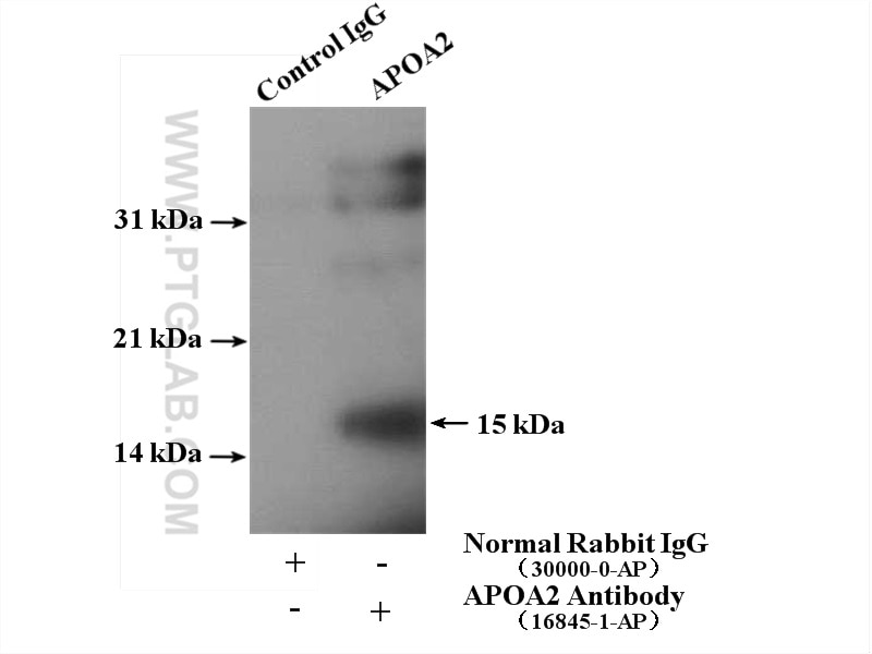 Immunoprecipitation (IP) experiment of human plasma using Apolipoprotein A II Polyclonal antibody (16845-1-AP)