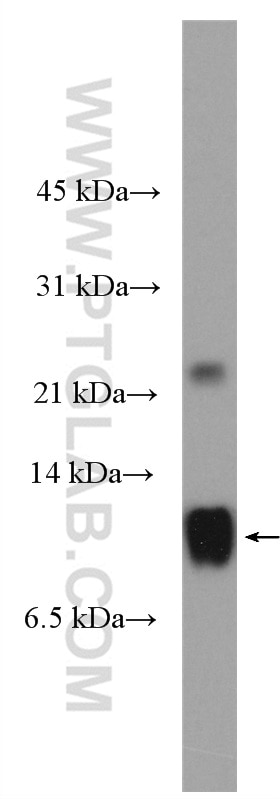 Western Blot (WB) analysis of human plasma using Apolipoprotein A II Polyclonal antibody (16845-1-AP)