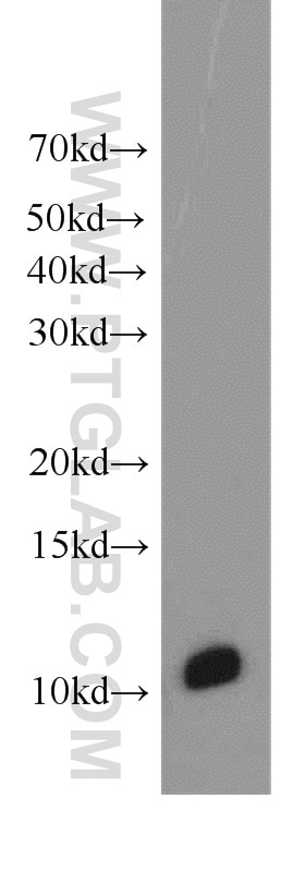 Apolipoprotein A II