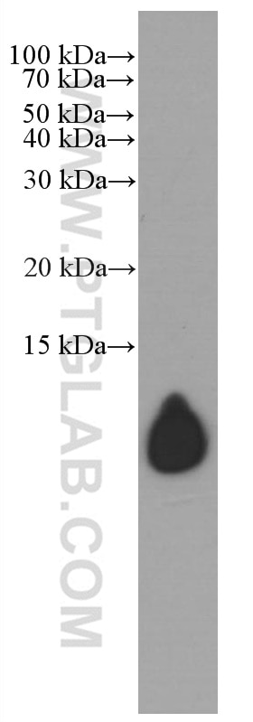 Western Blot (WB) analysis of human plasma using Apolipoprotein A II Monoclonal antibody (66773-1-Ig)