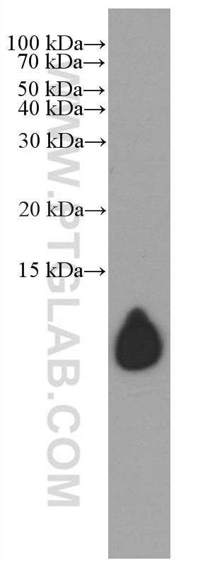 Western Blot (WB) analysis of human plasma using Apolipoprotein A II/APOA2 Monoclonal antibody (66773-1-Ig)