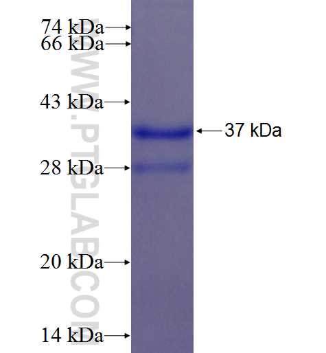 APOA2 fusion protein Ag9863 SDS-PAGE