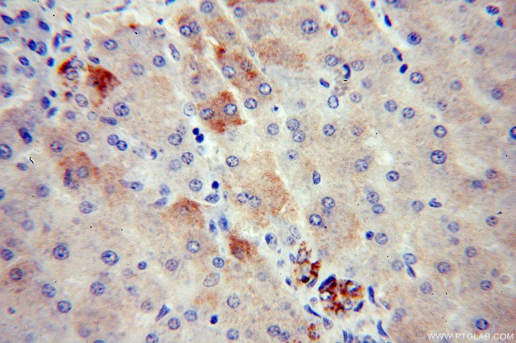 APOA4 Polyclonal antibody