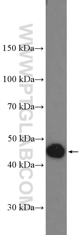 Western Blot (WB) analysis of HepG2 cells using APOA4 Polyclonal antibody (17996-1-AP)