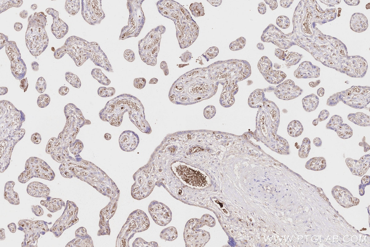 Immunohistochemistry (IHC) staining of human placenta tissue using APOA4 Monoclonal antibody (66252-1-Ig)