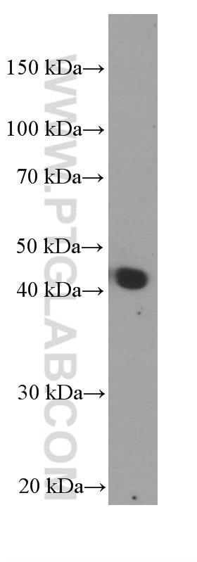 Western Blot (WB) analysis of human plasma using APOA4 Monoclonal antibody (66252-1-Ig)