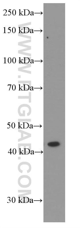 Western Blot (WB) analysis of L02 cells using APOA4 Monoclonal antibody (66252-1-Ig)