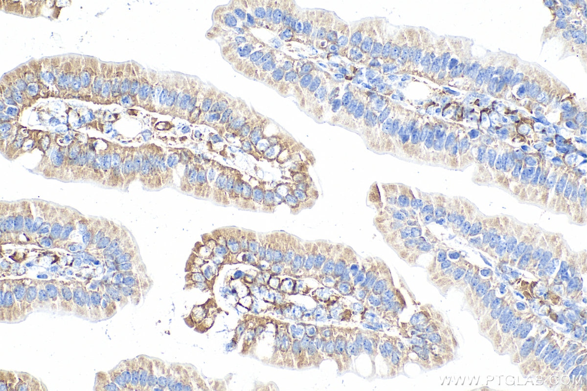 APOA4