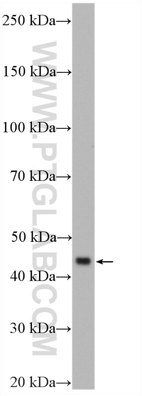 Western Blot (WB) analysis of pig liver tissue using APOA5 Polyclonal antibody (18019-1-AP)