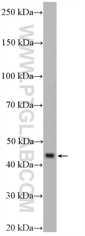 Western Blot (WB) analysis of pig liver tissue using APOA5 Polyclonal antibody (18019-1-AP)