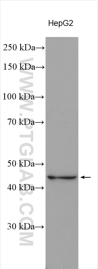 Western Blot (WB) analysis of various lysates using APOA5 Polyclonal antibody (18019-1-AP)