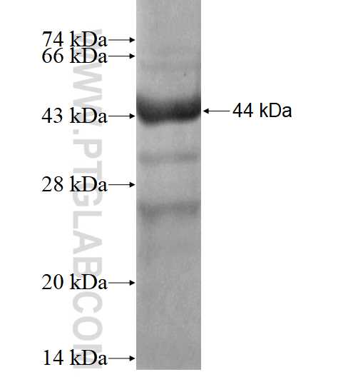 APOA5 fusion protein Ag12568 SDS-PAGE