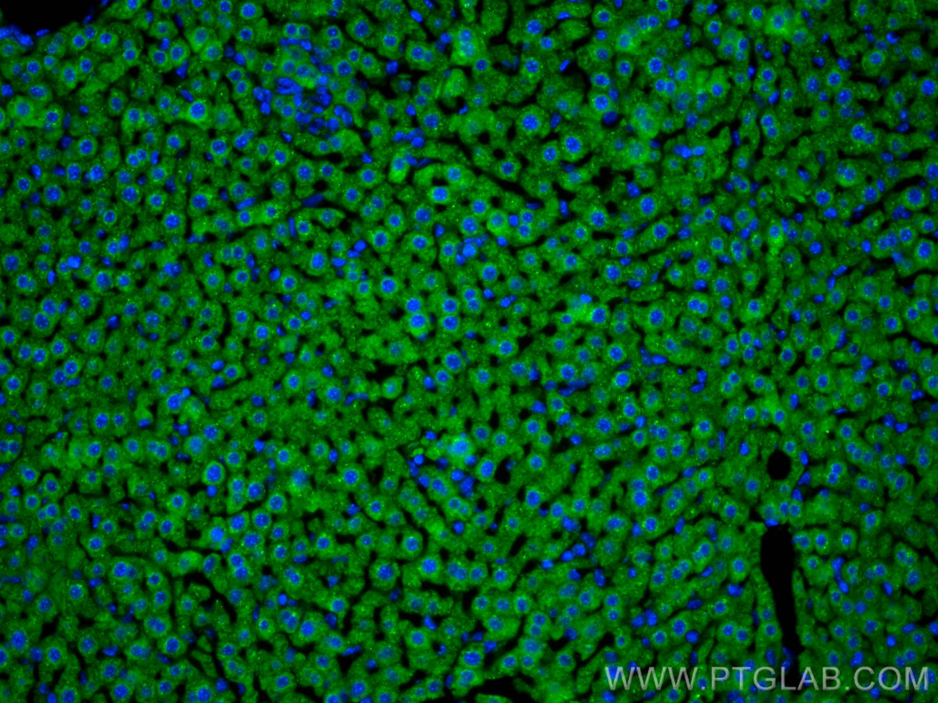 Immunofluorescence (IF) / fluorescent staining of mouse liver tissue using APOB Polyclonal antibody (20578-1-AP)