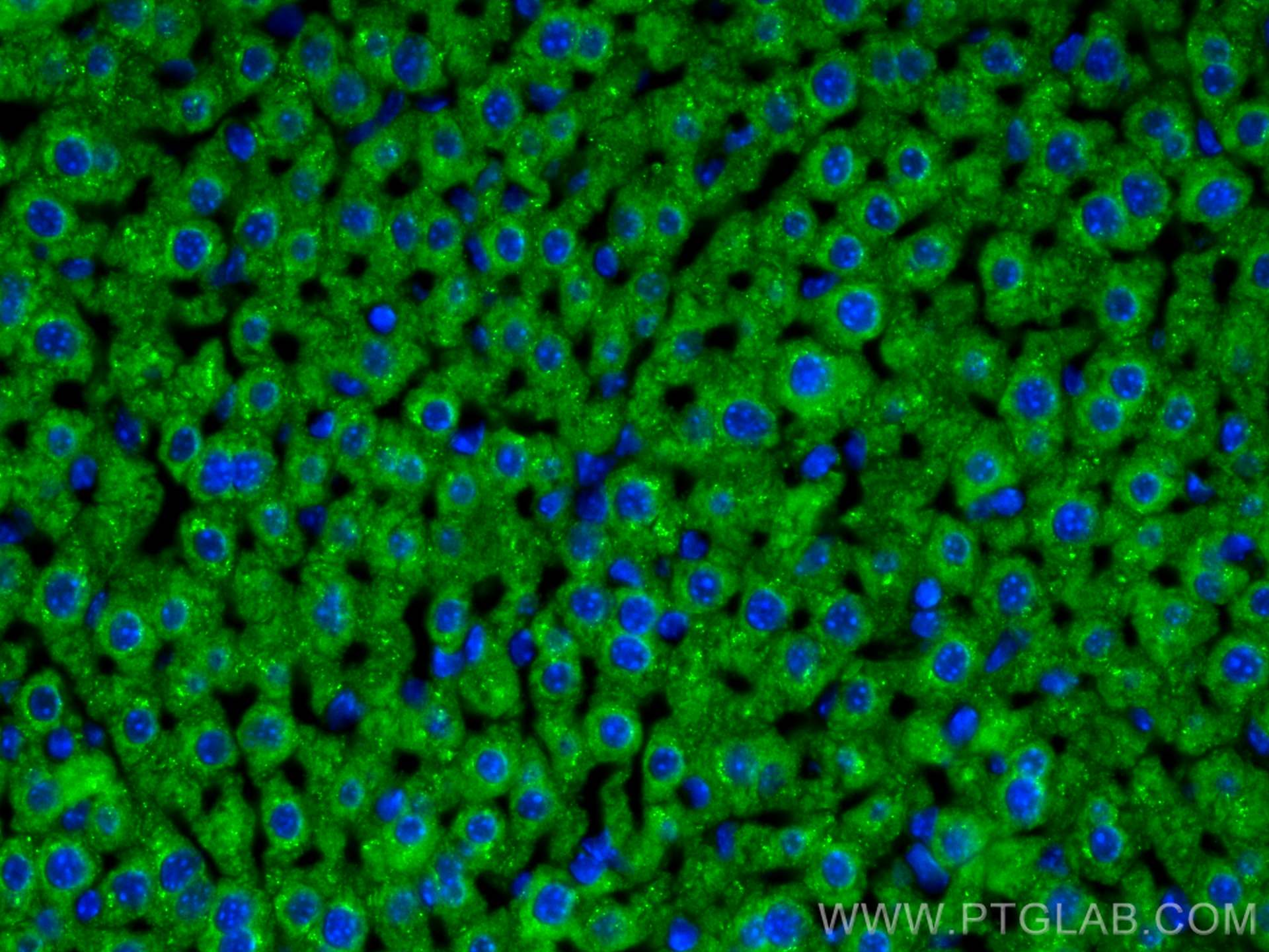Immunofluorescence (IF) / fluorescent staining of mouse liver tissue using APOB Polyclonal antibody (20578-1-AP)